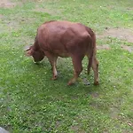 Séjour à la ferme Agriresort Tenuta Ranieri Camigliatello Silano