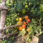 Çiftlik konaklama Agriresort Tenuta Ranieri Camigliatello Silano