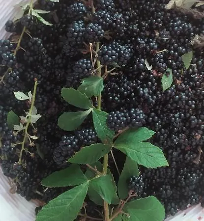 Bauernhof Agriresort Tenuta Ranieri *