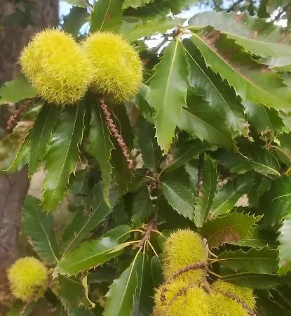 Agriresort Tenuta Ranieri *