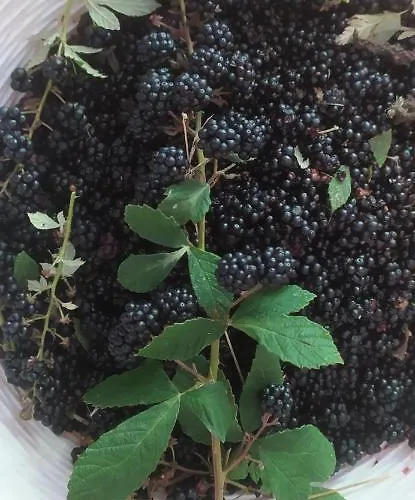 Farmház Agriresort Tenuta Ranieri *