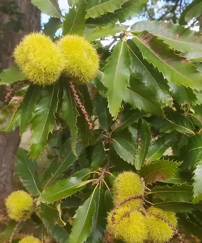 Agriresort Tenuta Ranieri *